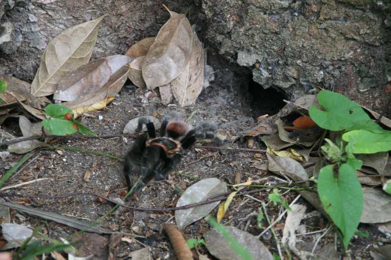 Mexico & Guatemala 2010 - 1122